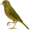 https://www.americanbreeder.com/images/com_adsmanager/categories/7922cat_t.jpg