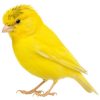 https://www.americanbreeder.com/images/com_adsmanager/categories/7924cat_t.jpg