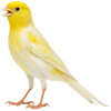 https://www.americanbreeder.com/images/com_adsmanager/categories/7925cat_t.jpg