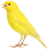 https://www.americanbreeder.com/images/com_adsmanager/categories/7926cat_t.jpg