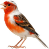 https://www.americanbreeder.com/images/com_adsmanager/categories/7927cat_t.jpg