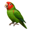 https://www.americanbreeder.com/images/com_adsmanager/categories/7953cat_t.jpg