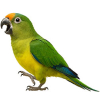 https://www.americanbreeder.com/images/com_adsmanager/categories/7954cat_t.jpg