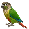 https://www.americanbreeder.com/images/com_adsmanager/categories/7959cat_t.jpg