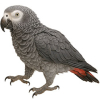 https://www.americanbreeder.com/images/com_adsmanager/categories/7971cat_t.jpg