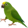 https://www.americanbreeder.com/images/com_adsmanager/categories/7977cat_t.jpg