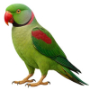 https://www.americanbreeder.com/images/com_adsmanager/categories/7981cat_t.jpg