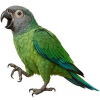 https://www.americanbreeder.com/images/com_adsmanager/categories/7988cat_t.jpg
