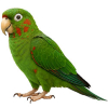 https://www.americanbreeder.com/images/com_adsmanager/categories/7994cat_t.jpg