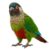 https://www.americanbreeder.com/images/com_adsmanager/categories/8001cat_t.jpg