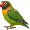 https://www.americanbreeder.com/images/com_adsmanager/categories/8006cat_t.jpg