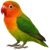 https://www.americanbreeder.com/images/com_adsmanager/categories/8008cat_t.jpg