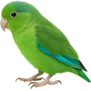 https://www.americanbreeder.com/images/com_adsmanager/categories/8013cat_t.jpg