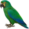 https://www.americanbreeder.com/images/com_adsmanager/categories/8019cat_t.jpg