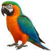 https://www.americanbreeder.com/images/com_adsmanager/categories/8020cat_t.jpg
