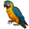 https://www.americanbreeder.com/images/com_adsmanager/categories/8025cat_t.jpg