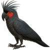 https://www.americanbreeder.com/images/com_adsmanager/categories/8033cat_t.jpg