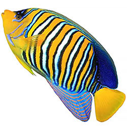 Aquatics
