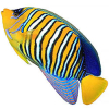 https://www.americanbreeder.com/images/com_adsmanager/categories/8036cat_t.jpg