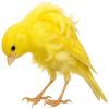 https://www.americanbreeder.com/images/com_adsmanager/categories/8037cat_t.jpg