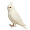 https://www.americanbreeder.com/images/com_adsmanager/categories/8040cat_t.jpg
