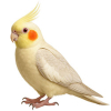 https://www.americanbreeder.com/images/com_adsmanager/categories/8045cat_t.jpg