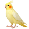 https://www.americanbreeder.com/images/com_adsmanager/categories/8046cat_t.jpg
