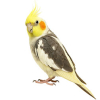 https://www.americanbreeder.com/images/com_adsmanager/categories/8050cat_t.jpg