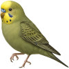 https://www.americanbreeder.com/images/com_adsmanager/categories/8067cat_t.jpg