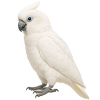 https://www.americanbreeder.com/images/com_adsmanager/categories/8115cat_t.jpg