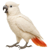 https://www.americanbreeder.com/images/com_adsmanager/categories/8119cat_t.jpg