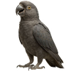 https://www.americanbreeder.com/images/com_adsmanager/categories/8136cat_t.jpg