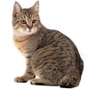 https://www.americanbreeder.com/images/com_adsmanager/categories/843cat_t.jpg