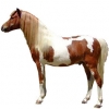 https://www.americanbreeder.com/images/com_adsmanager/categories/844cat_t.jpg