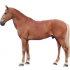https://www.americanbreeder.com/images/com_adsmanager/categories/862cat_t.jpg