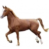 https://www.americanbreeder.com/images/com_adsmanager/categories/863cat_t.jpg
