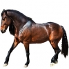 https://www.americanbreeder.com/images/com_adsmanager/categories/864cat_t.jpg