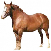 https://www.americanbreeder.com/images/com_adsmanager/categories/868cat_t.jpg