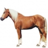 https://www.americanbreeder.com/images/com_adsmanager/categories/871cat_t.jpg