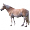 https://www.americanbreeder.com/images/com_adsmanager/categories/873cat_t.jpg