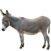 https://www.americanbreeder.com/images/com_adsmanager/categories/875cat_t.jpg