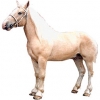 https://www.americanbreeder.com/images/com_adsmanager/categories/877cat_t.jpg