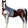 https://www.americanbreeder.com/images/com_adsmanager/categories/878cat_t.jpg