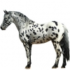 https://www.americanbreeder.com/images/com_adsmanager/categories/879cat_t.jpg