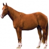 https://www.americanbreeder.com/images/com_adsmanager/categories/880cat_t.jpg