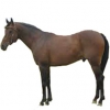 https://www.americanbreeder.com/images/com_adsmanager/categories/881cat_t.jpg