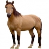 https://www.americanbreeder.com/images/com_adsmanager/categories/882cat_t.jpg