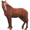 https://www.americanbreeder.com/images/com_adsmanager/categories/883cat_t.jpg