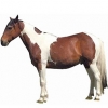 https://www.americanbreeder.com/images/com_adsmanager/categories/886cat_t.jpg