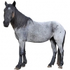 https://www.americanbreeder.com/images/com_adsmanager/categories/887cat_t.jpg